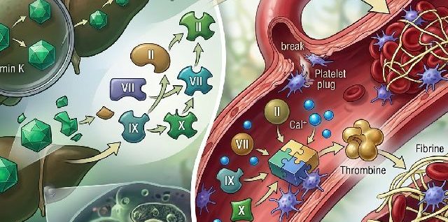coagulation sanguine